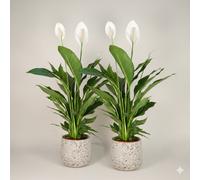 Spathiphyllum - Peace Lily Indoor Plant Pack Of 2
