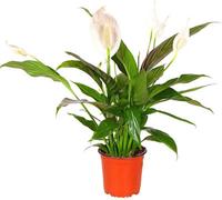 Spathiphyllum 'peace Lily' Large House Plant - Live Indoor House Plant