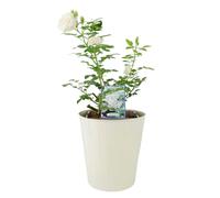 Special Child Rose Bush in 5.5L Pot - Silvery Pink Floribunda Patio Rose - Metal Cream Vertical Line