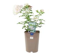 Special Child Rose Bush in 5.5L Pot - Silvery Pink Floribunda Patio Rose - No Container