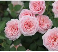 Special Friend Rose Plant In 5.5L Pot Light Pink Patio Rose Gift With Repeat Flowers Garden Plant