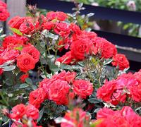 Special Wishes Rose Garden Plant