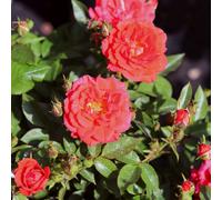 Special Wishes Rose - Plastic Olive Planter Green