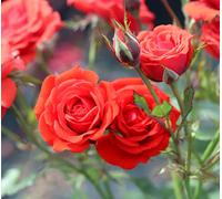 Special Wishes Rose - Plastic Olive Planter Grey