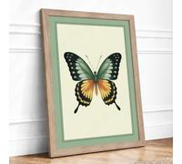 Specimen Butterfly Botanical Framed Wall Art Print A3 (42×29.7cm) Oak, Wall Decor for Living Room, Bedroom, Office & Home, Ready to Hang, Art Gift