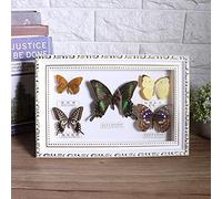 Specimen Exquisite Butterflies Insect Specimen Craft Birthday Gift Home Decor Ornament (White Frame) 7.7x11.6x1.6 in