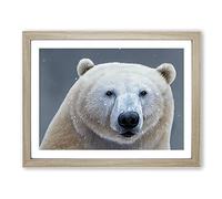 Spectacular Polar Bear Framed Wall Art Print A2 Oak