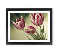 Spectacular Tulip Flowers Framed Wall Art Print A2 Black