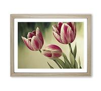 Spectacular Tulip Flowers Framed Wall Art Print A2 Oak