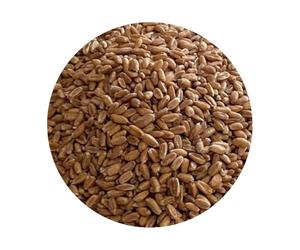 Spelt Wheat for Milling - Premium Ancient Grain (Triticum spelta) | Ideal for Home Milling, Baking & Wholegrain Cooking (5kg)