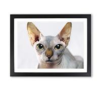 Sphynx Cat Modern Framed Wall Art Print, Ready to Hang Picture for Living Room Bedroom Home Office Décor, Black A2 (64 x 46 cm)