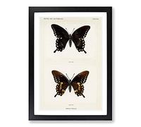 Spicebush Swallowtail Butterfly by S.F. Denton Framed Print | A2 Black Framed Wall Art | Ready to Hang | Modern Animal Picture | Living Room Bedroom Lounge Office