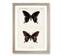 Spicebush Swallowtail Butterfly by S.F. Denton Framed Print | A2 Oak Framed Wall Art | Ready to Hang | Modern Animal Picture | Living Room Bedroom Lounge Office