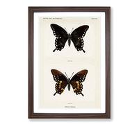 Spicebush Swallowtail Butterfly by S.F. Denton Framed Print | A2 Walnut Framed Wall Art | Ready to Hang | Modern Animal Picture | Living Room Bedroom Lounge Office