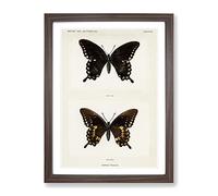Spicebush Swallowtail Butterfly By S.F. Denton Vintage Framed Print | A3 Walnut Framed Wall Art | Ready to Hang | Classic Animal Picture | Living Room Bedroom Lounge Office