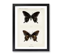 Spicebush Swallowtail Butterfly By S.F. Denton Vintage Framed Print | A4 Black Framed Wall Art | Ready to Hang | Classic Animal Picture | Living Room Bedroom Lounge Office