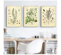 Spices Herbs Print Vintage Botanical Poster Parsley Sage Rosemary Culinary Wall Art Picture Canvas Painting Kitchen Decor 50x75cm-3Pcs Frameless
