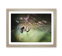 Spider & Cobweb No.1 Modern Framed Print | A2 Oak Framed Wall Art | Ready to Hang | Modern Nature Picture | Living Room Bedroom Lounge Office