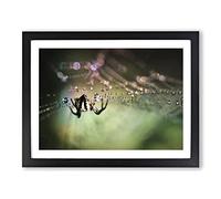 Spider & Cobweb No.1 Modern Framed Print | A3 Black Framed Wall Art | Ready to Hang | Modern Nature Picture | Living Room Bedroom Lounge Office