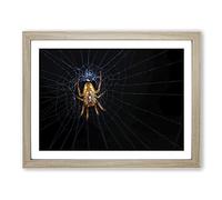 Spider Cobweb No.2 Modern Framed Print | A3 Oak Framed Wall Art | Ready to Hang | Modern Nature Picture | Living Room Bedroom Lounge Office
