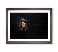 Spider Cobweb No.2 Modern Framed Print | A3 Walnut Framed Wall Art | Ready to Hang | Modern Nature Picture | Living Room Bedroom Lounge Office