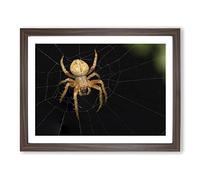 Spider Cobweb No.4 Modern Framed Print | A2 Walnut Framed Wall Art | Ready to Hang | Modern Nature Picture | Living Room Bedroom Lounge Office