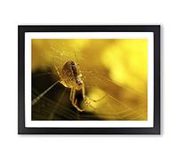 Spider Cobweb No.5 Modern Framed Print | A2 Black Framed Wall Art | Ready to Hang | Modern Nature Picture | Living Room Bedroom Lounge Office