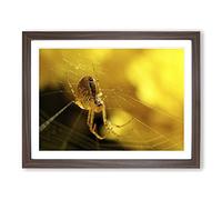 Spider Cobweb No.5 Modern Framed Print | A4 Walnut Framed Wall Art | Ready to Hang | Modern Nature Picture | Living Room Bedroom Lounge Office