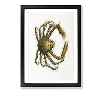 Spider Crab by J.E. De Kay Framed Print | A2 Black Framed Wall Art | Ready to Hang | Modern Animal Picture | Living Room Bedroom Lounge Office