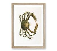 Spider Crab by J.E. De Kay Framed Print | A2 Oak Framed Wall Art | Ready to Hang | Modern Animal Picture | Living Room Bedroom Lounge Office