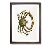 Spider Crab by J.E. De Kay Framed Print | A2 Walnut Framed Wall Art | Ready to Hang | Modern Animal Picture | Living Room Bedroom Lounge Office