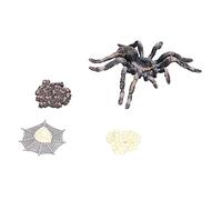 Spider Life Cycle Model - Realistic Growth Cycle Toys for Early Learning, Safe for Ages 3+, Includes 4 Detailed Stages Made of Durable Plastic