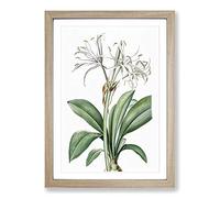 Spider Lily Flowers by Pierre-Joseph Redoute Framed Print | A2 Oak Framed Wall Art | Ready to Hang | Modern Floral Picture | Living Room Bedroom Lounge Office