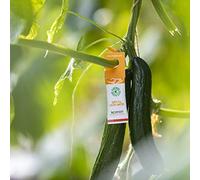 Spider Mite Killer - Amblyseius californicus Predators - Premium Foil Sachets (10 Sachets)