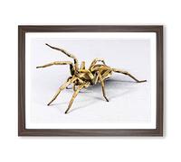 Spider No.1 Modern Framed Print | A2 Walnut Framed Wall Art | Ready to Hang | Modern Nature Picture | Living Room Bedroom Lounge Office