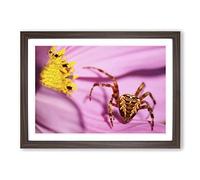 Spider on Purple Flower Framed Print | A2 Walnut Framed Wall Art | Ready to Hang | Modern Floral Picture | Living Room Bedroom Lounge Office
