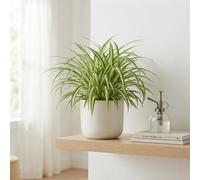 Spider Plant (Chlorophytum Comosum 'vittatum') - 21Cm Pot