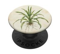 Spider Plant Vintage Scientific Illustration Plant PopSockets Adhesive PopGrip