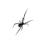 Spider Temporary Tattoo Lasts To 15 Days Waterproof Semi Permanent Sticker(B)