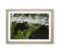 Spider Vol.4 Framed Print | A2 Oak Framed Wall Art | Ready to Hang | Modern Nature Picture | Living Room Bedroom Lounge Office