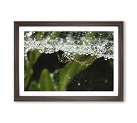 Spider Vol.4 Framed Print | A2 Walnut Framed Wall Art | Ready to Hang | Modern Nature Picture | Living Room Bedroom Lounge Office
