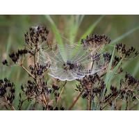 Spider webs on plants-2000-Piece Adult Puzzle Set: Classic and Challenging Family Entertainment Toy (14 years+)