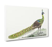 Spike Crested Peacock By George Shaw Canvas Print | Gallery Wrapped 30mm Frame Wall Art | 24x16 inches | Ready to Hang | Retro Picture | Living Room Bedroom Lounge Office