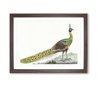 Spike Crested Peacock By George Shaw Vintage Framed Print | A3 Walnut Framed Wall Art | Ready to Hang | Classic Animal Picture | Living Room Bedroom Lounge Office