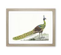 Spike Crested Peacock By George Shaw Vintage Framed Print | A4 Oak Framed Wall Art | Ready to Hang | Classic Animal Picture | Living Room Bedroom Lounge Office