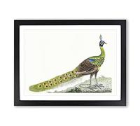 Spike Crested Peacock By George Shaw Vintage Framed Wall Art Print, Ready to Hang Picture for Living Room Bedroom Home Office Décor, Black A2 (64 x 46 cm)