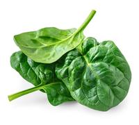 Spinach Plants, Spinach 'Perpetual' 6 x Full Plant Pack, Vegetable Plants, Cut and Come Again, Garden Veg, Fresh Produce, Garden Ready and Ready to Plant, Premium Quality Salad