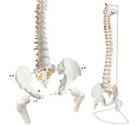 Spinal Anatomy Model - Life-Size Flexible Spinal Cord with Vertebrae, Nerves, Arteries, Lumbar Column, Male Pelvis & Stand - 78Cm