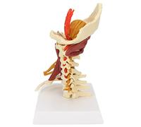 Spinal Model, Cervical Spine Model PVC Educational for Anatomical Classroom for Teaching Presentation