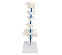 Spinal Nerves Anatomical Model - Human Vertebrae Model - Medical Anatomical Cervical Vertebra Arteria Spine Model - for
